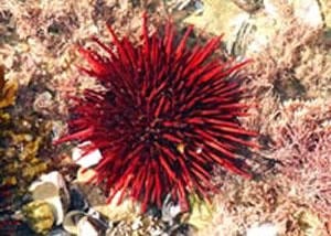red urchin